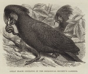 Great Black Cockatoo in the Zoological Society